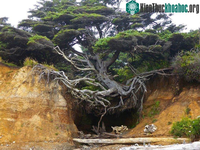 Sức sống mạnh mẽ của cây cổ thụ