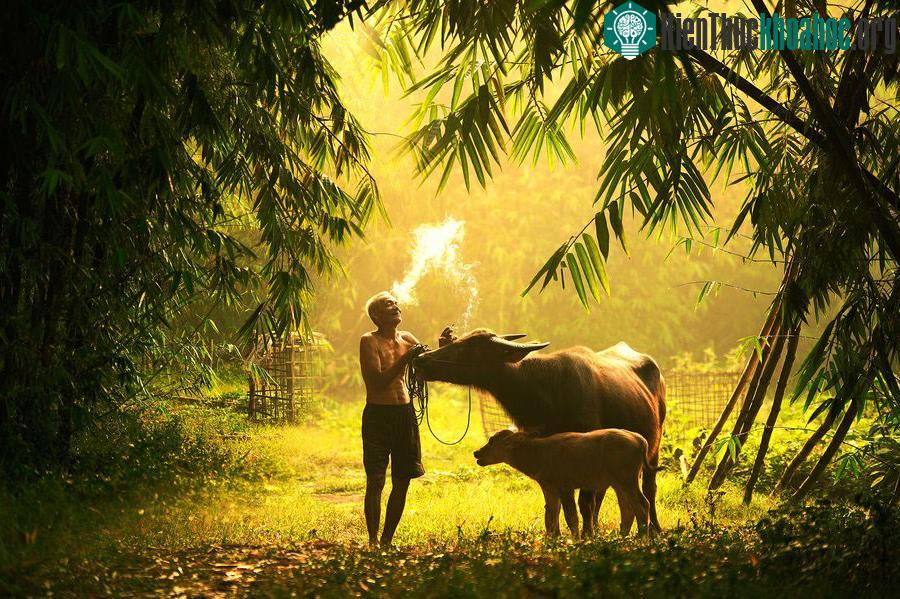 Cuộc sống yên bình nơi làng quê Việt ảnh 14