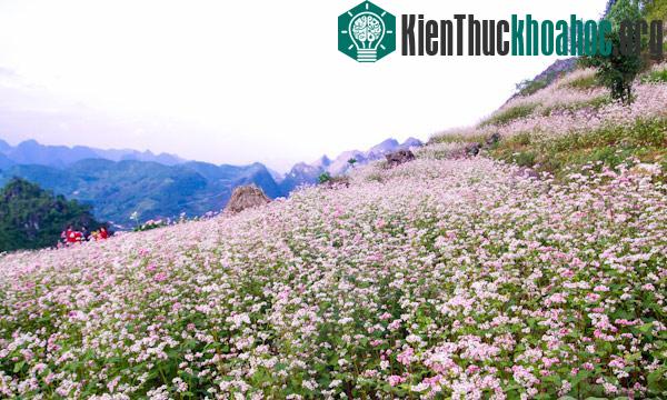 Hà Giang rực rỡ mùa hoa tam giác mạch