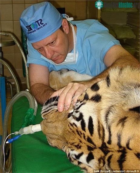 Bác sĩ Gerhard đang kiểm tra nhiệt độ cơ thể cho một con cọp lớn.