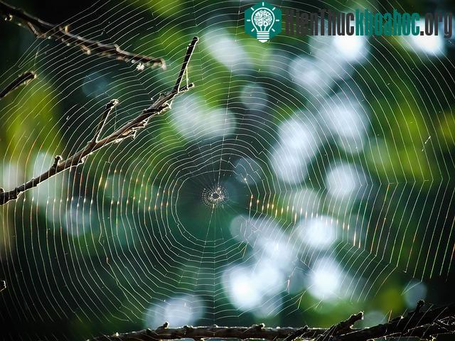 Sự kỳ diệu của mạng nhện trong tự nhiên