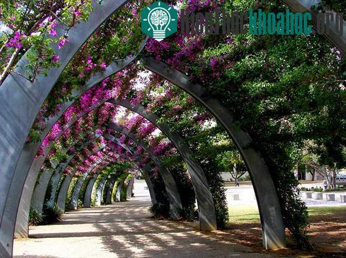 15 con đường hoa đẹp nhất thế giới- ảnh 15