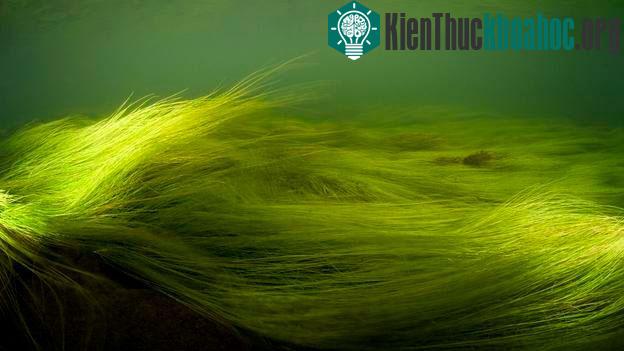 Tảo sợi xanh - (Ảnh: NPL)
