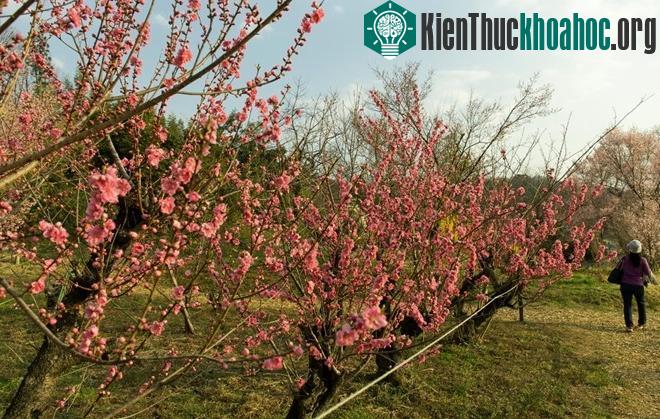Nơi đây có cả hoa đào đỏ - như đào bích của Việt Nam, với nụ to tròn, sắc thắm đậm.