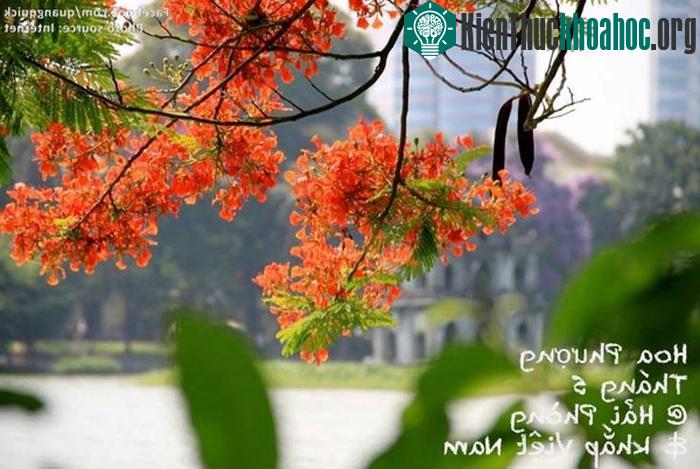 "Những ngày tháng 5 đi trên đường phố sẽ thấy tiếng ve kêu râm ran cùng những màu hoa rực rỡ.