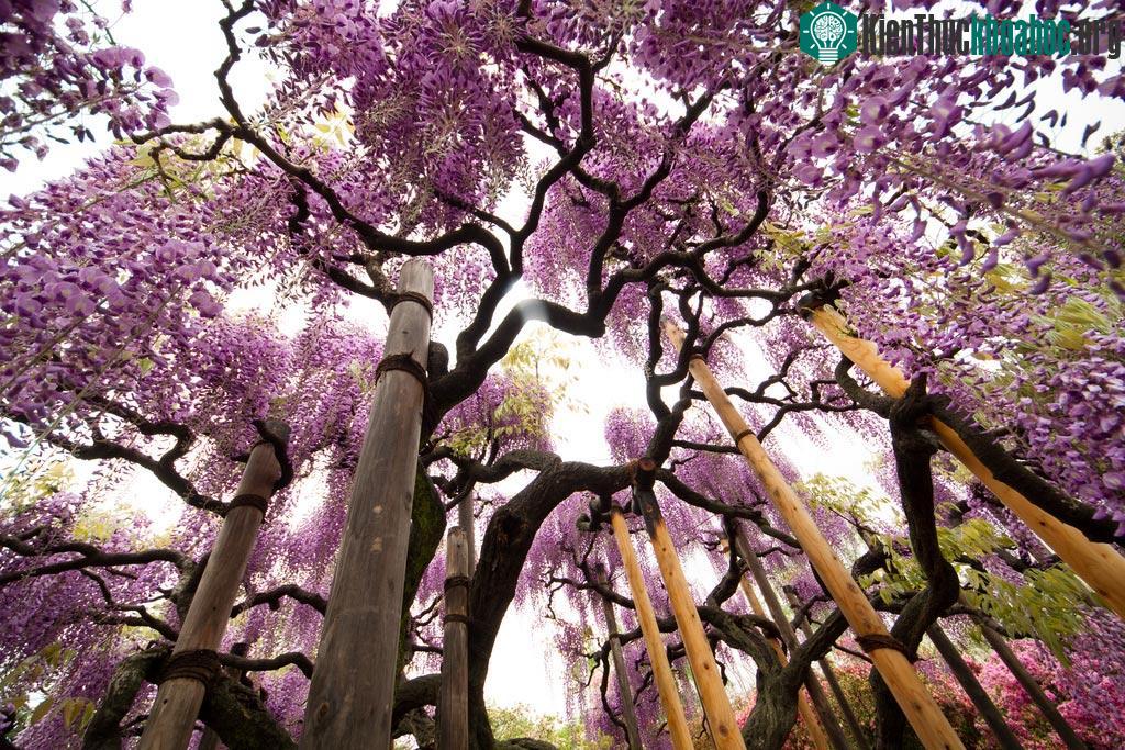 Bạn có biết cây hoa tử đằng thuộc họ đậu không?
