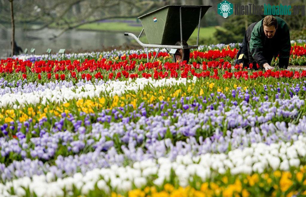 Một người làm vườn chăm chút cho từng bông hoa tuy-líp trên cánh đồng ở Keukenhof, Lisse, Hà Lan