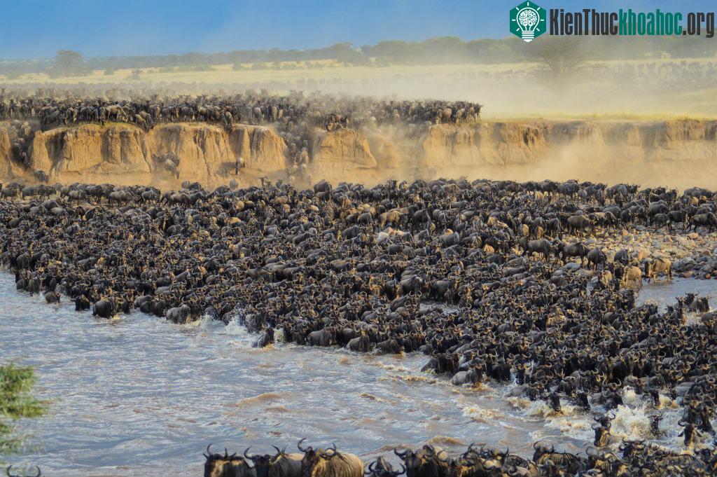 Cuộc di cư vĩ đại: Đàn linh dương đầu bò vượt sông Mara ở vùng Serengeti của Tanzania trong cuộc di cư hàng năm. Đây được xem là một trong những hiện ...