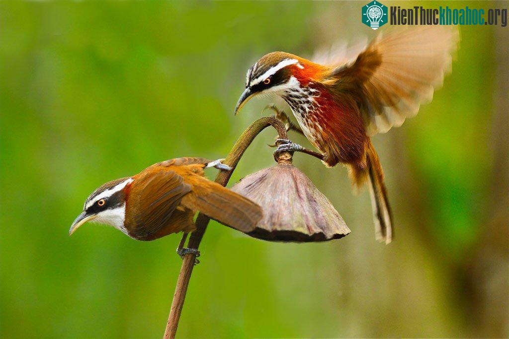 Những cánh chim mùa xuân ảnh 15