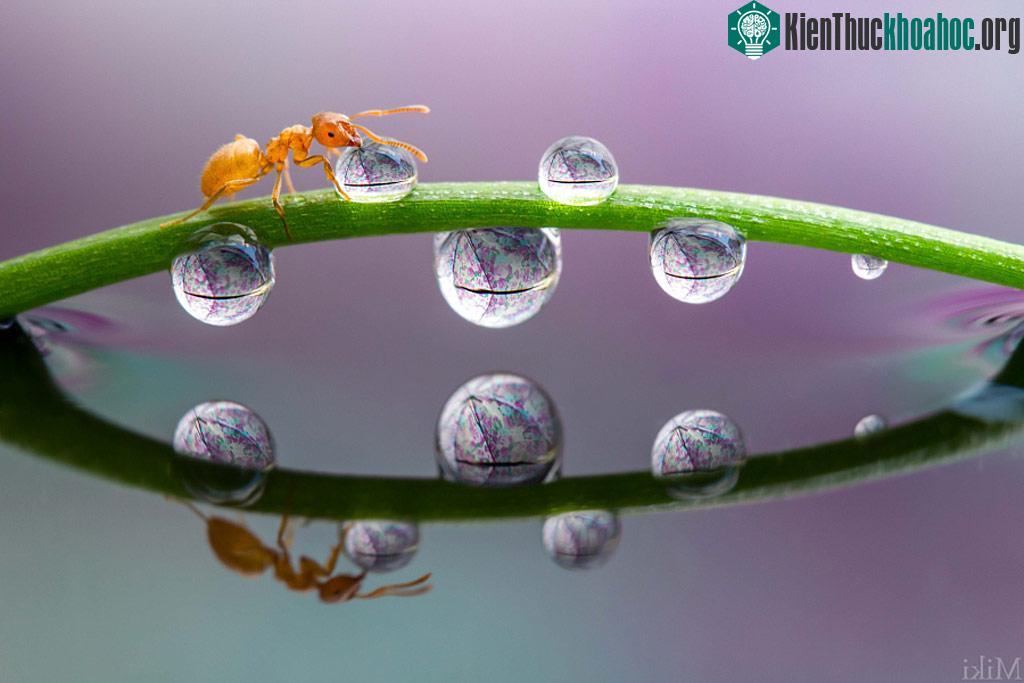 "Đứng hình" với bộ ảnh đẹp long lanh: Giọt sương và con kiến ảnh 15