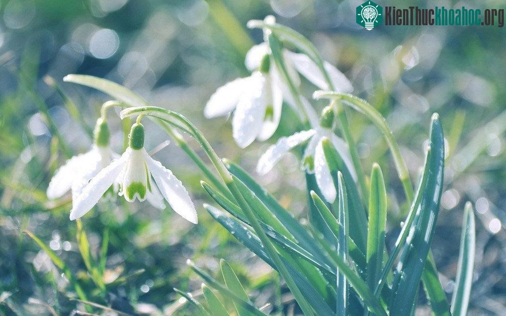 Vào ngày Valentine ở Đan Mạch, những chàng trai gửi tặng bạn bè mình hoa xuyên tuyết và gửi tới người mình yêu những lá thư tình yêu với câu hỏi: &quo...