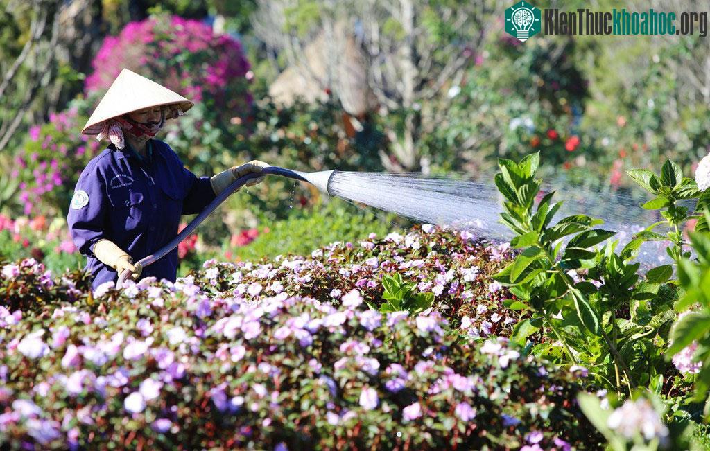 Hoa được các công nhân tưới thường xuyên trong ngày để đảm bảo luôn tươi tắn, rực rỡ.