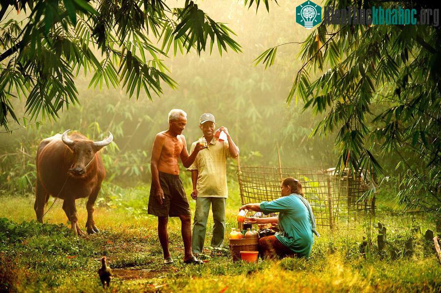 Cuộc sống yên bình nơi làng quê Việt ảnh 15