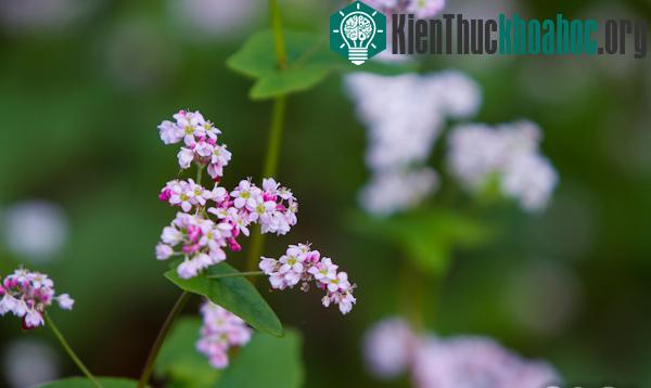 Hà Giang rực rỡ mùa hoa tam giác mạch