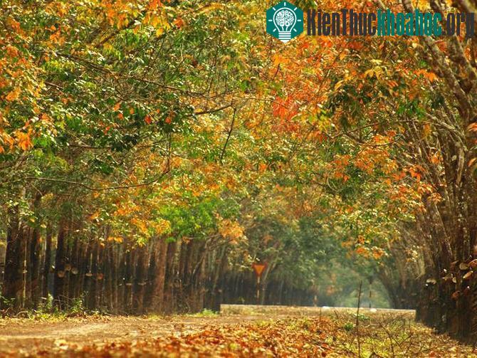 Những "mùa thu vàng" đẹp mê mẩn ở ngay Việt Nam