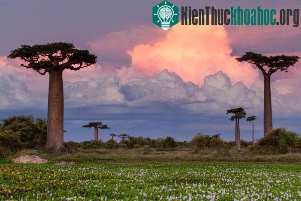 Đường cây Baobab, Madagascar