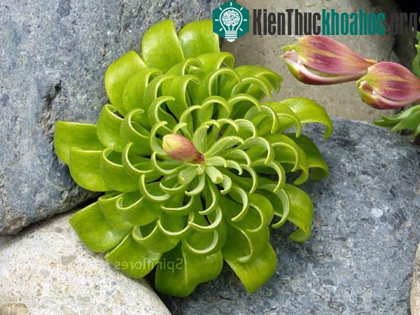 20 loài cây với hoa văn hình học kì ảo làm bạn mê mẩn- ảnh 16