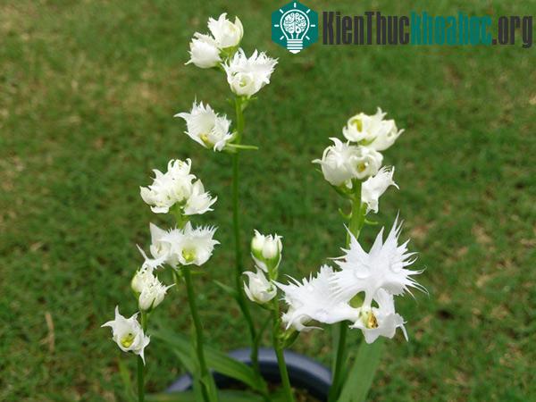 Cận cảnh loài hoa lạ hình chim hạc sải cánh tuyệt đẹp