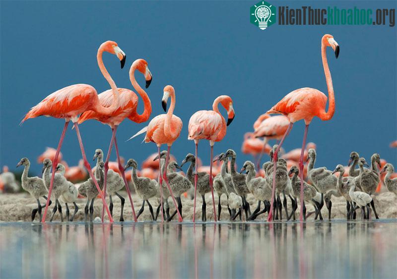 Chim hồng hạc ở Mexico