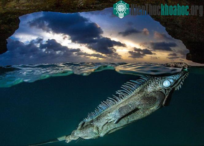 "Chạm trán" cự đà ở hang Iguana’s (đảo Bonaire, Kralendijk, Caribbean) - (Ảnh: Lorenzo Mittiga)