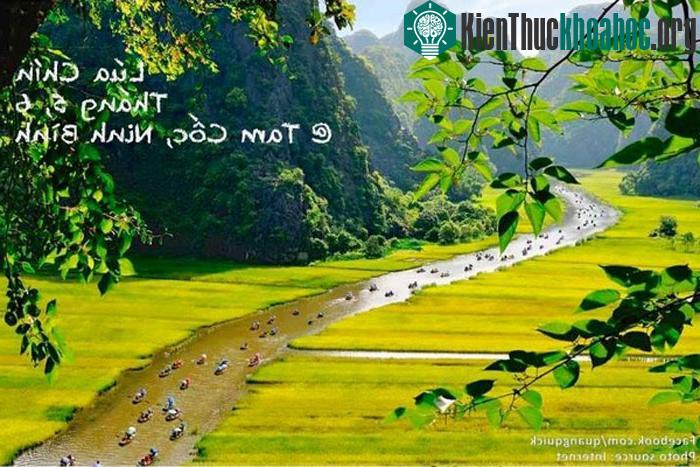 "Lúa tại đây chỉ được trồng một vụ chiêm, chín rộ vào dịp cuối tháng 4, đầu tháng 5 Âm lịch và năng suất không cao. Bởi vậy, thời gian đẹp nhất đ...