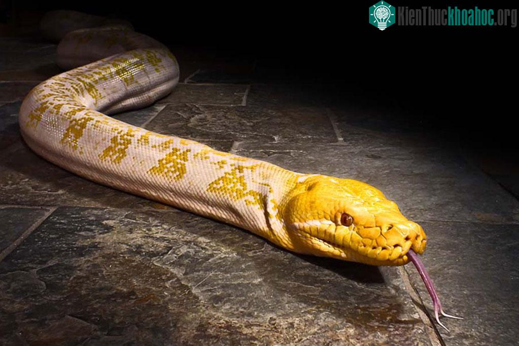 Vẻ đẹp "chết người" của các loài rắn độc - Phần 1 ảnh 16