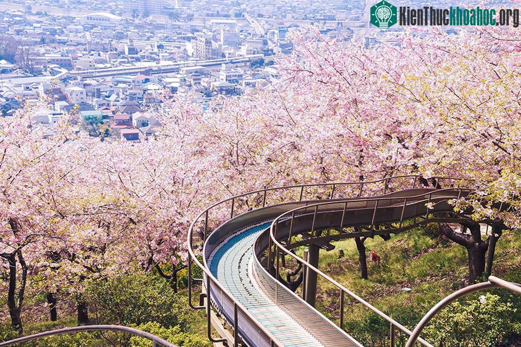 Anh đào điểm tô đất trời thêm ngọt ngào, trong trẻo - (Ảnh: Torne)