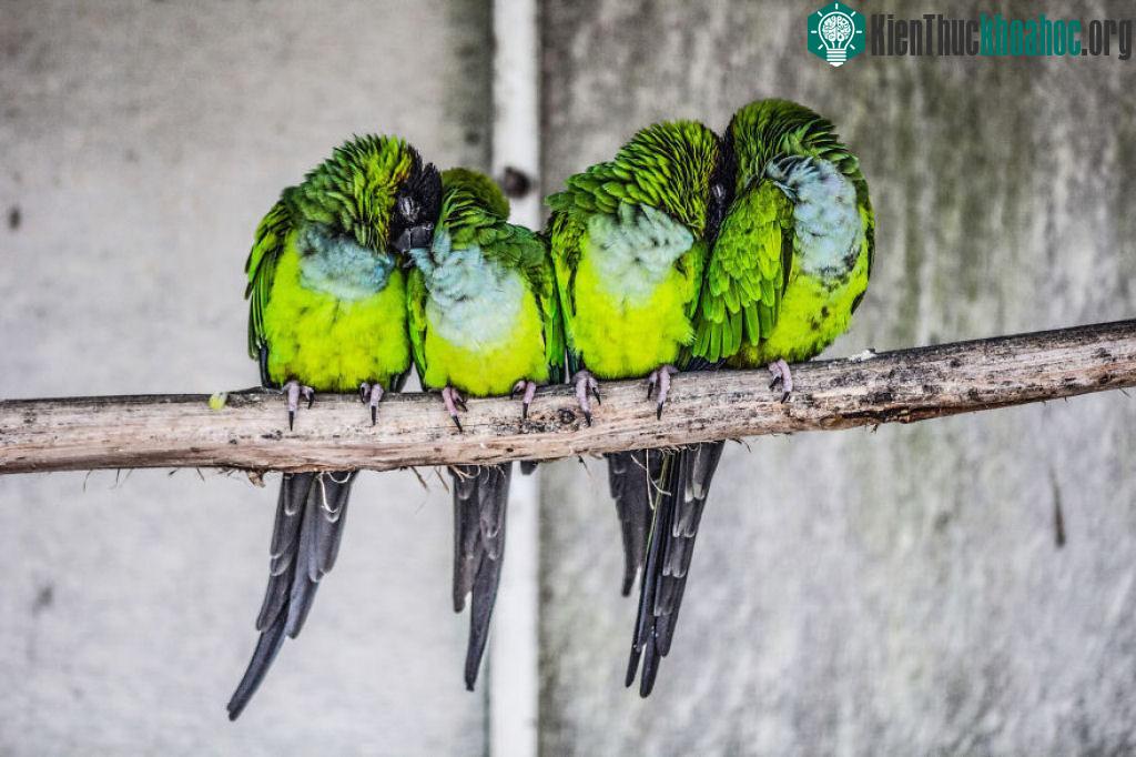 Loài chim "kề vai sát cánh" với nhau vượt qua khó khăn như thế nào? ảnh 16