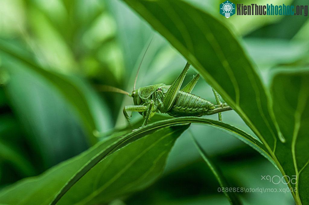 Châu chấu đổi màu theo sắc xanh của lá để ngụy trang