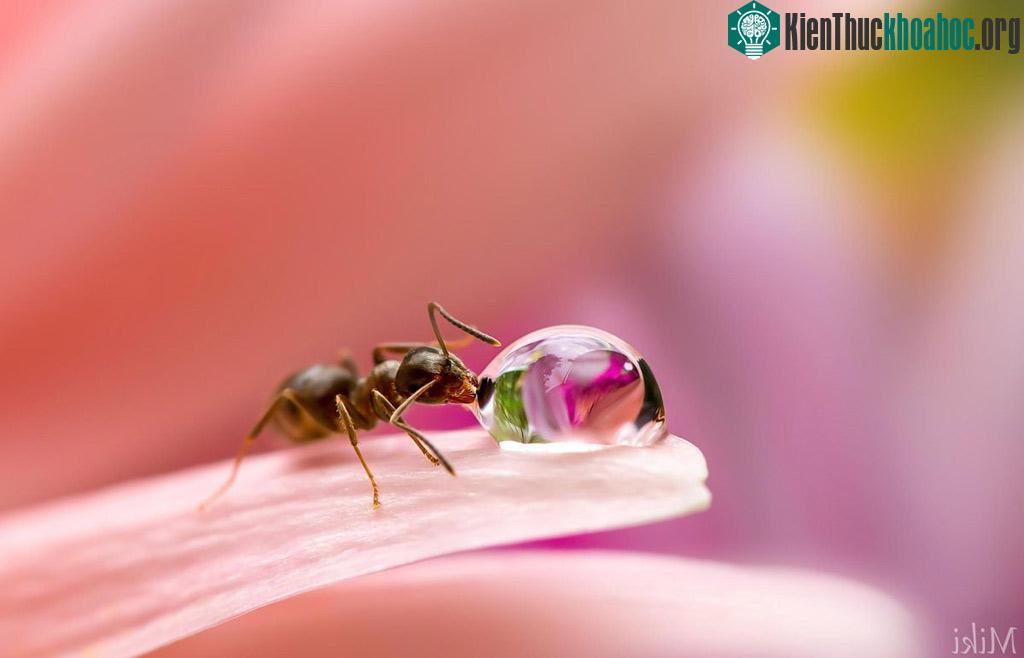 "Đứng hình" với bộ ảnh đẹp long lanh: Giọt sương và con kiến ảnh 16