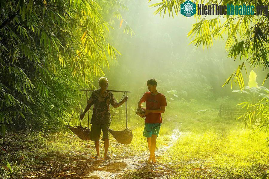 Cuộc sống yên bình nơi làng quê Việt ảnh 16