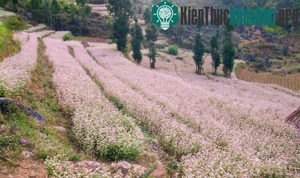 Hà Giang rực rỡ mùa hoa tam giác mạch