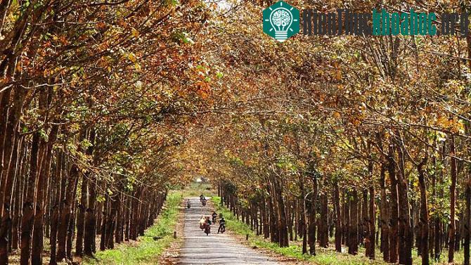 Những "mùa thu vàng" đẹp mê mẩn ở ngay Việt Nam