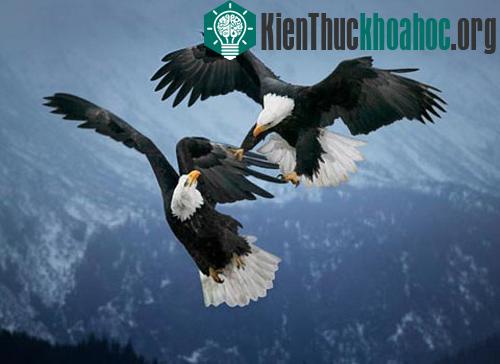 Chùm ảnh: Cuộc đấu sống còn của động vật hoang dã