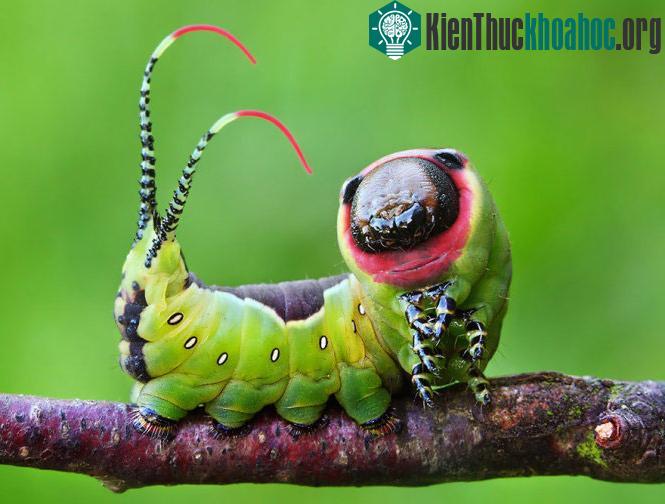 Chùm ảnh sâu "lột xác" thành bướm ngoạn mục