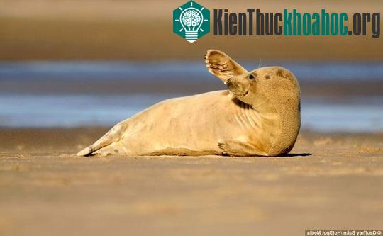 Đã đến lúc chia tay: Cái vẫy tay thân thiện nhưng đầy vẻ quyến luyến của chú hải cẩu đáng yêu này như một lời tạm biệt khép lại nụ cười của biển khơi.