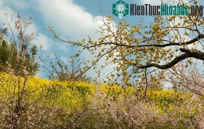 Phía xa xa những vườn hoa anh đào đỏ hồng cả góc đồi, vạt núi, xen lẫn ngôi làng với những nếp nhà xinh xinh, khung cảnh thật hữu tình như trong cổ tí...