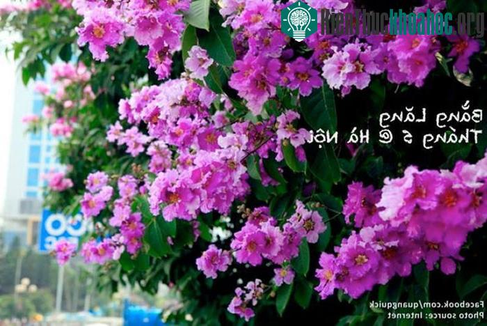 "Thường thì bằng lăng nở sớm hơn hoa phượng, nhưng cũng chỉ lác đác, bằng lăng nở báo hè về, báo mùa chia tay sắp cận kề. Tới khi phượng bung nở ...