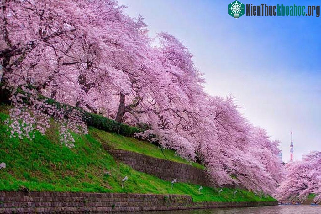 Những triền hoa như tấm áo hồng bao phủ lấy bờ đê - (Ảnh: Hikaruno Mikoto)