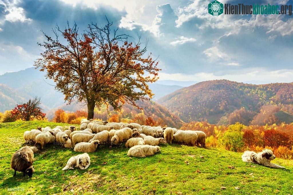 Khoảnh khắc các loài động vật hoang dã nô đùa dưới trời thu ảnh 17