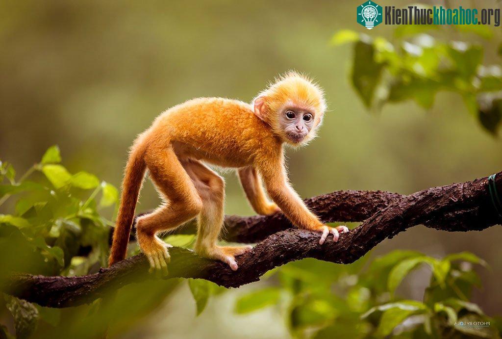 Chú khỉ dễ thương! (Ảnh: Internet)