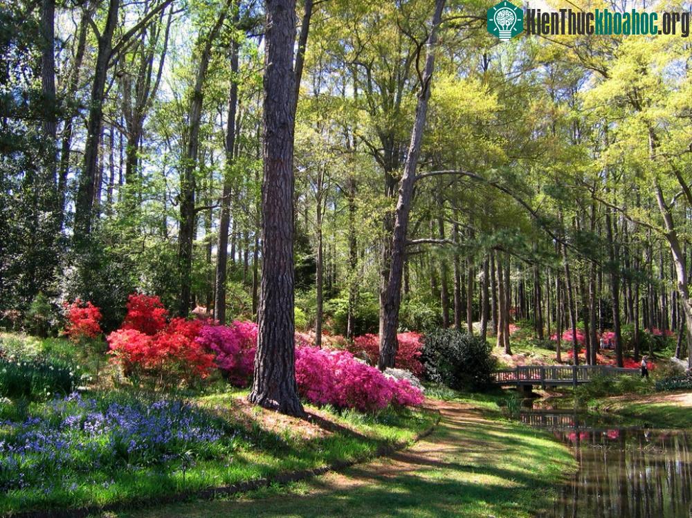 Callaway Gardens, Georgia