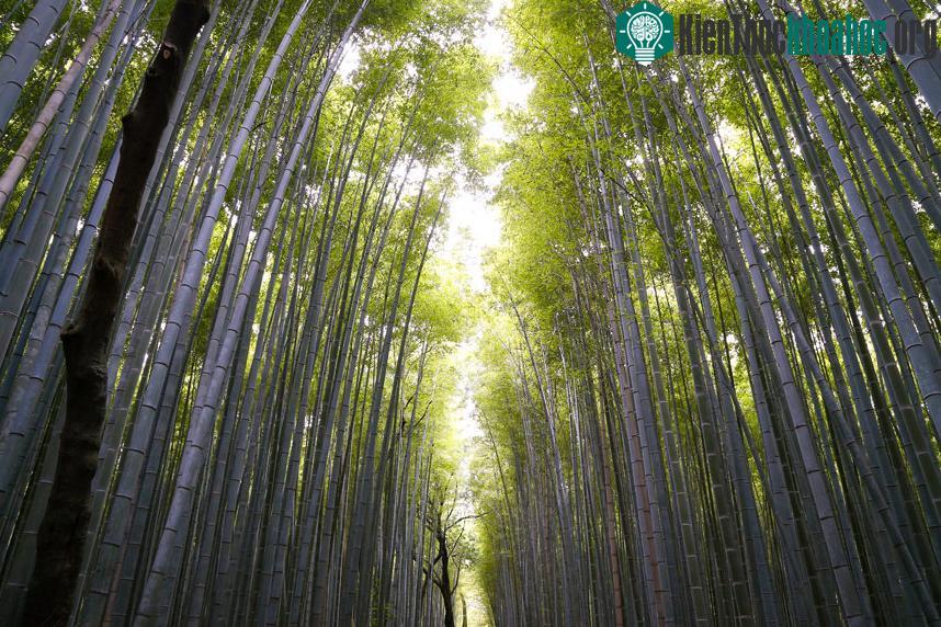 Đường tre: Khu rừng tre tuyệt đẹp ở Arashiyama (Kyoto, Nhật Bản) cho du khách cảm giác như lạc vào một thế giới cổ tích, tĩnh lặng và thiền định. (Ảnh...