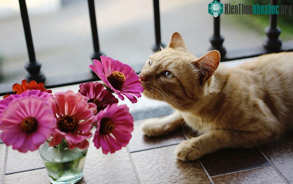 17. Nằm dài trên ban công cả ngày chỉ vì nàng hoa này đấy.