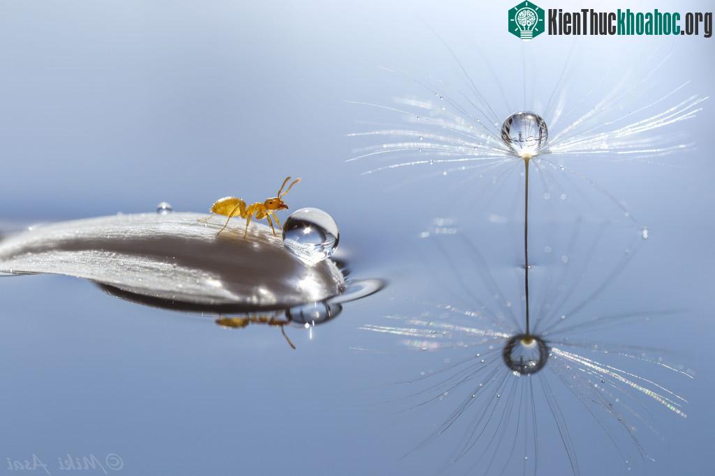 "Đứng hình" với bộ ảnh đẹp long lanh: Giọt sương và con kiến ảnh 17