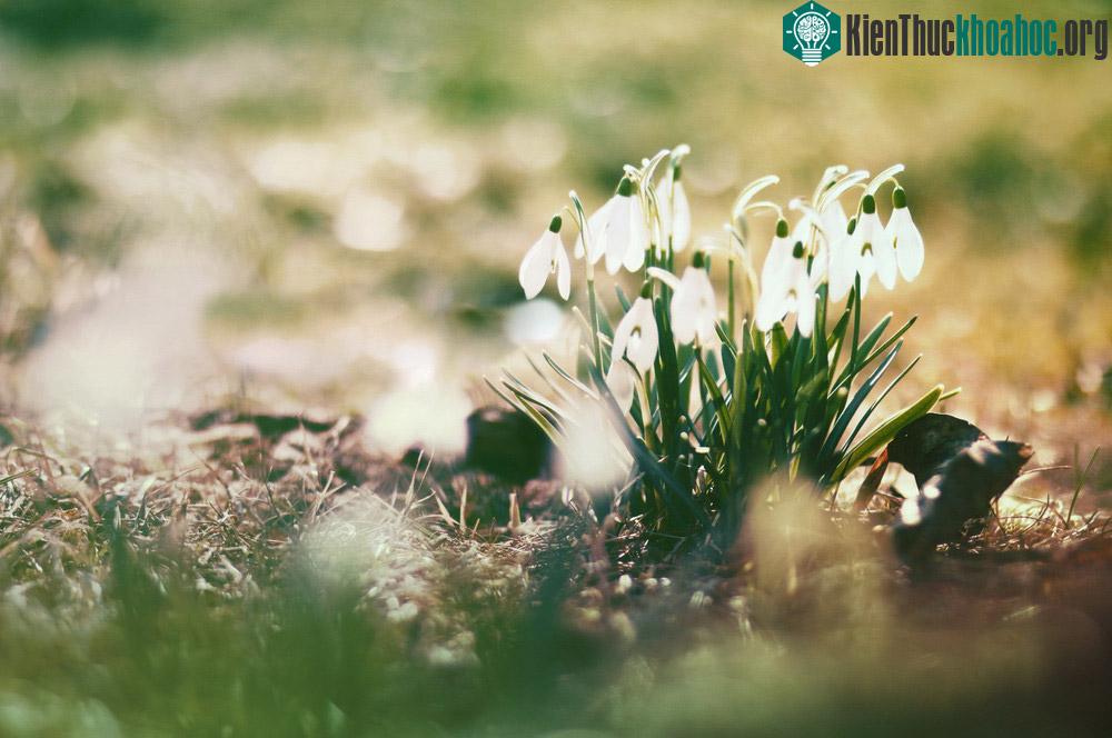 Chính vì thế, họ quyết định ngăn không cho thần mùa Xuân đến, bằng cách đe dọa mọi loài hoa trên trái đất không được nở.