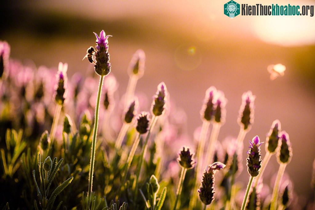 Lavender Bees by Nicole S. Young