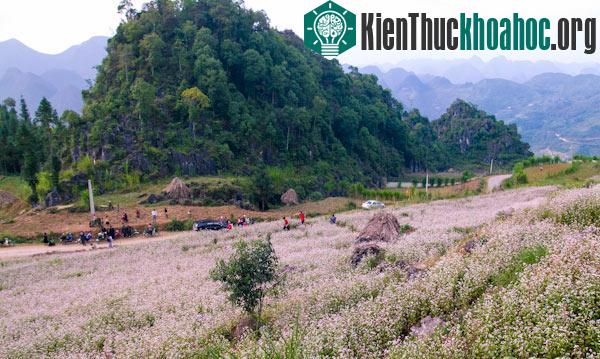 Hà Giang rực rỡ mùa hoa tam giác mạch