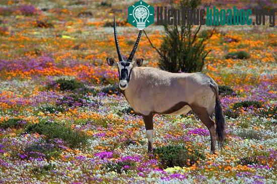 Namaqualand, Nam Phi