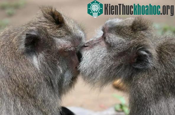 "Khoảnh khắc thân mật của hai chú khỉ". (Tác giả: Petra Burová).
